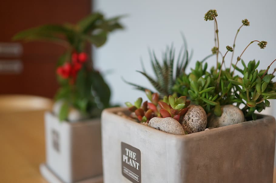 Plan Interior, A Thousand Just Now, cement pots, plants, planterior HD wallpaper