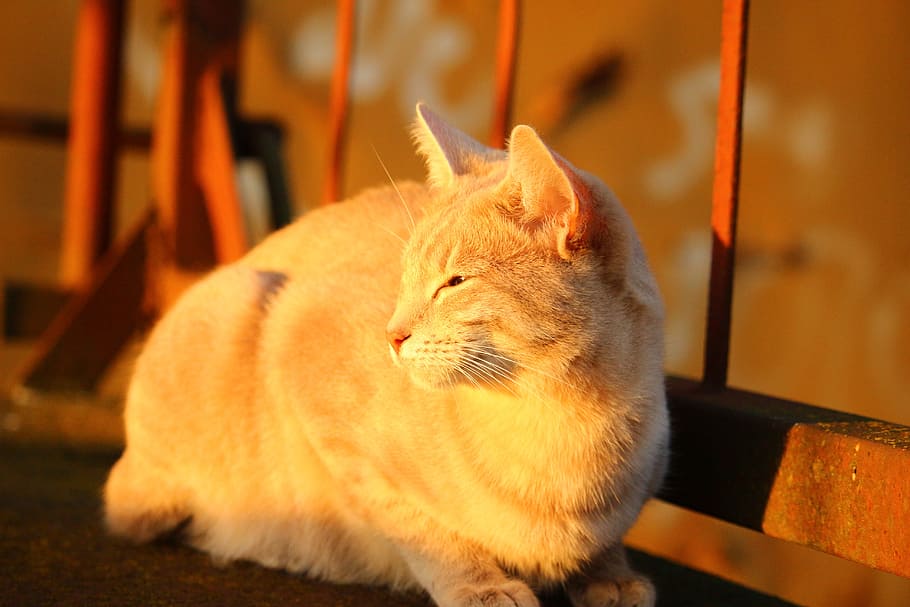 cat, autumn, stainless, evening light, sun, cat face, breed cat HD wallpaper