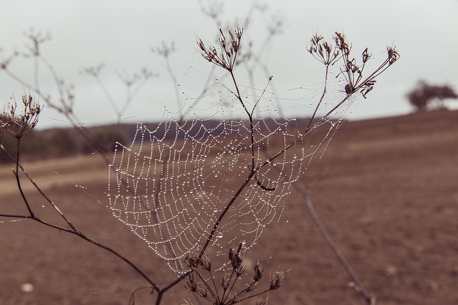 cobweb, spider, nature, case, dewdrop, strained networks, close up HD wallpaper