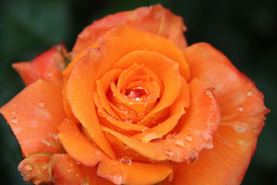 rose, flower, nature, macro, rosa, flowering plant, petal, freshness HD wallpaper