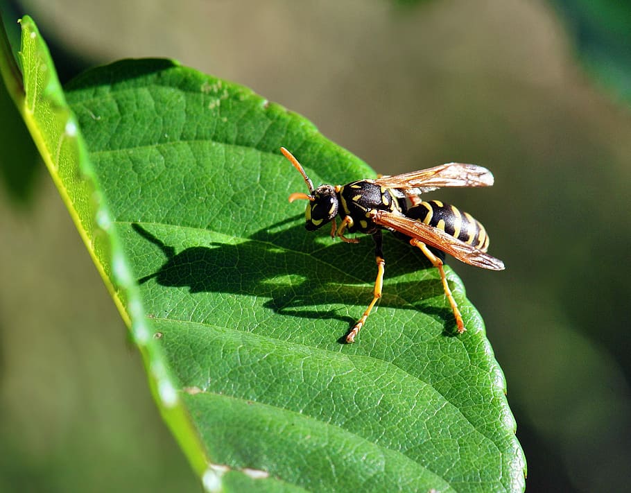 Osa, Macro, Shadow, Leaf, Closeup, insect, predator, animals in the wild HD wallpaper