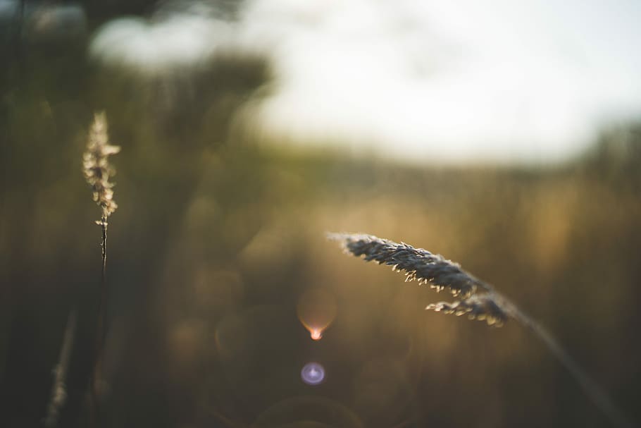 gray wheat ion macro shot, shallow focus photography of wheat HD wallpaper