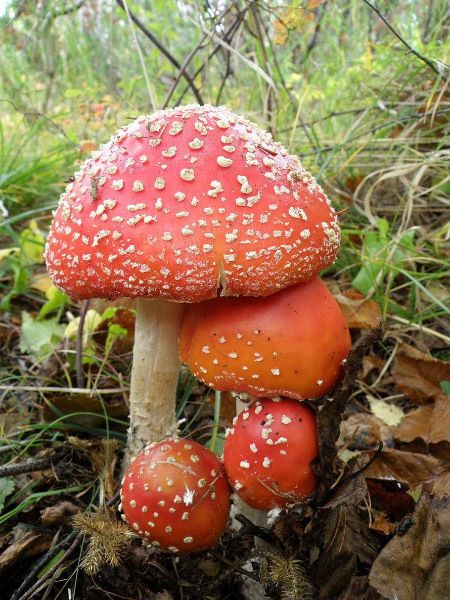 red mushroom, amanita, mushrooms, family, poisonous mushrooms, HD wallpaper