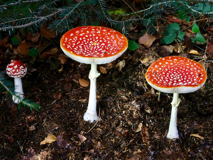 fly agaric, autumn, toxic, mushroom, fungus, fly agaric mushroom HD wallpaper