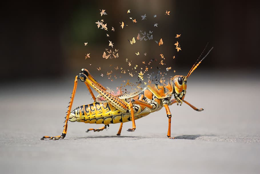 Insect, Bugs, Wild, Wildlife, Nature, antenna, wing, small HD wallpaper