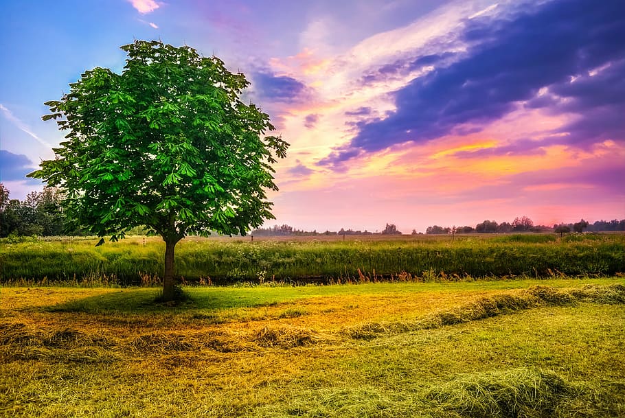 green trees beside grass during daytime, chestnut tree, field HD wallpaper