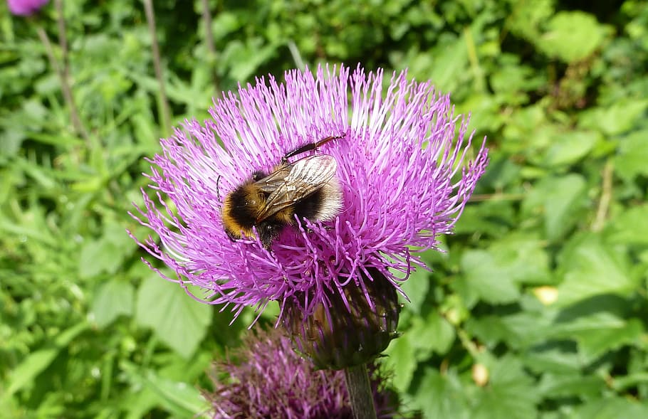 bumblebee, flower, insect, flowering plant, invertebrate, animal themes HD wallpaper