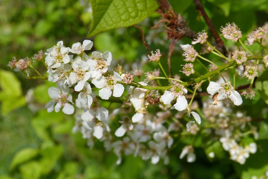 black cherry, blossom, bloom, spring, else cherry, flower, plant HD wallpaper