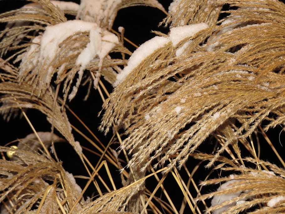 Miscanthus Sinensis, Snow, winter, snowy, licorice, poaceae HD wallpaper