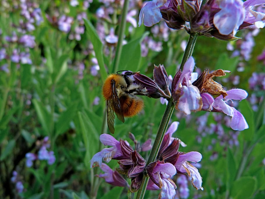 insect, macro, lavender, bee, forage, nature, flowers, garden HD wallpaper
