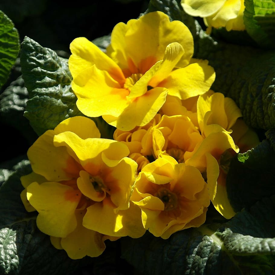 primrose, yellow, flower, spring, season, nature, plant, flowering plant HD wallpaper