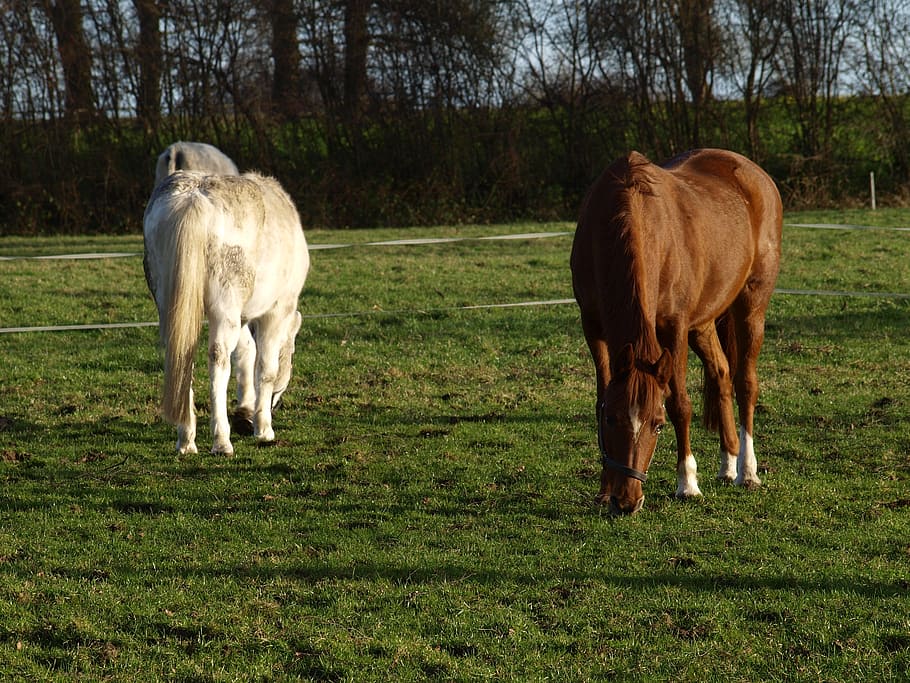 pasture, eat, graze, coupling, mold, animal husbandry, wildlife photography HD wallpaper