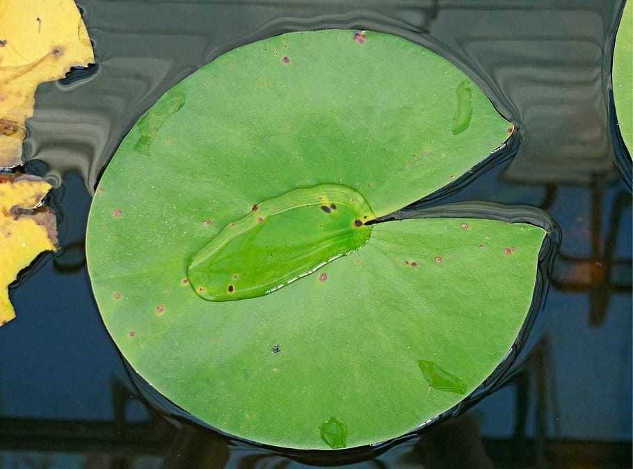 water, lily, leaf, surface, tension, floating, round, pi, pac-man HD wallpaper