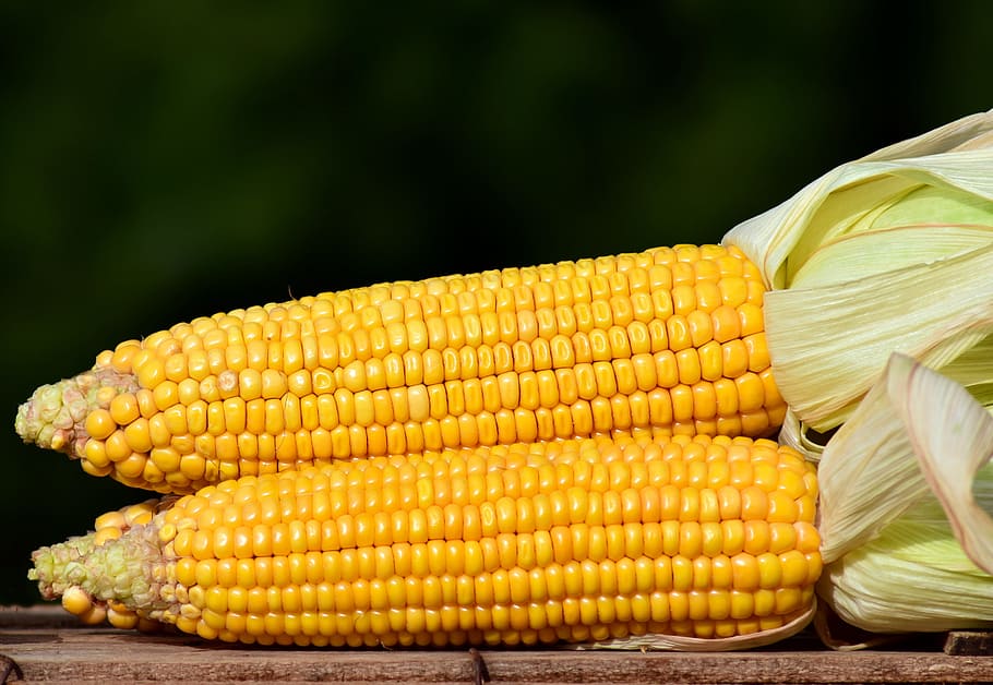 Corn Images | Free Food & Beverage Photography, HD Wallpapers, PNGs &  Illustration Graphics - rawpixel