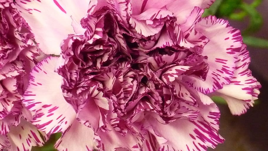 carnation, flower, flower garden, blossom, bloom, wine red HD wallpaper