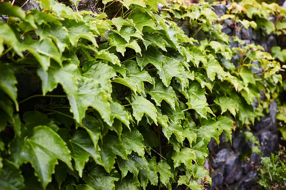 covered, flora, fresh, garden, green, nature, outdoors, pant HD wallpaper