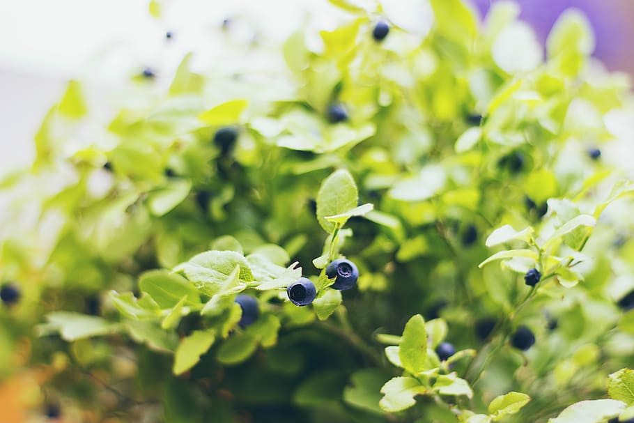 selective focus of blueberry plant, closeup photo of blueberry fruits HD wallpaper