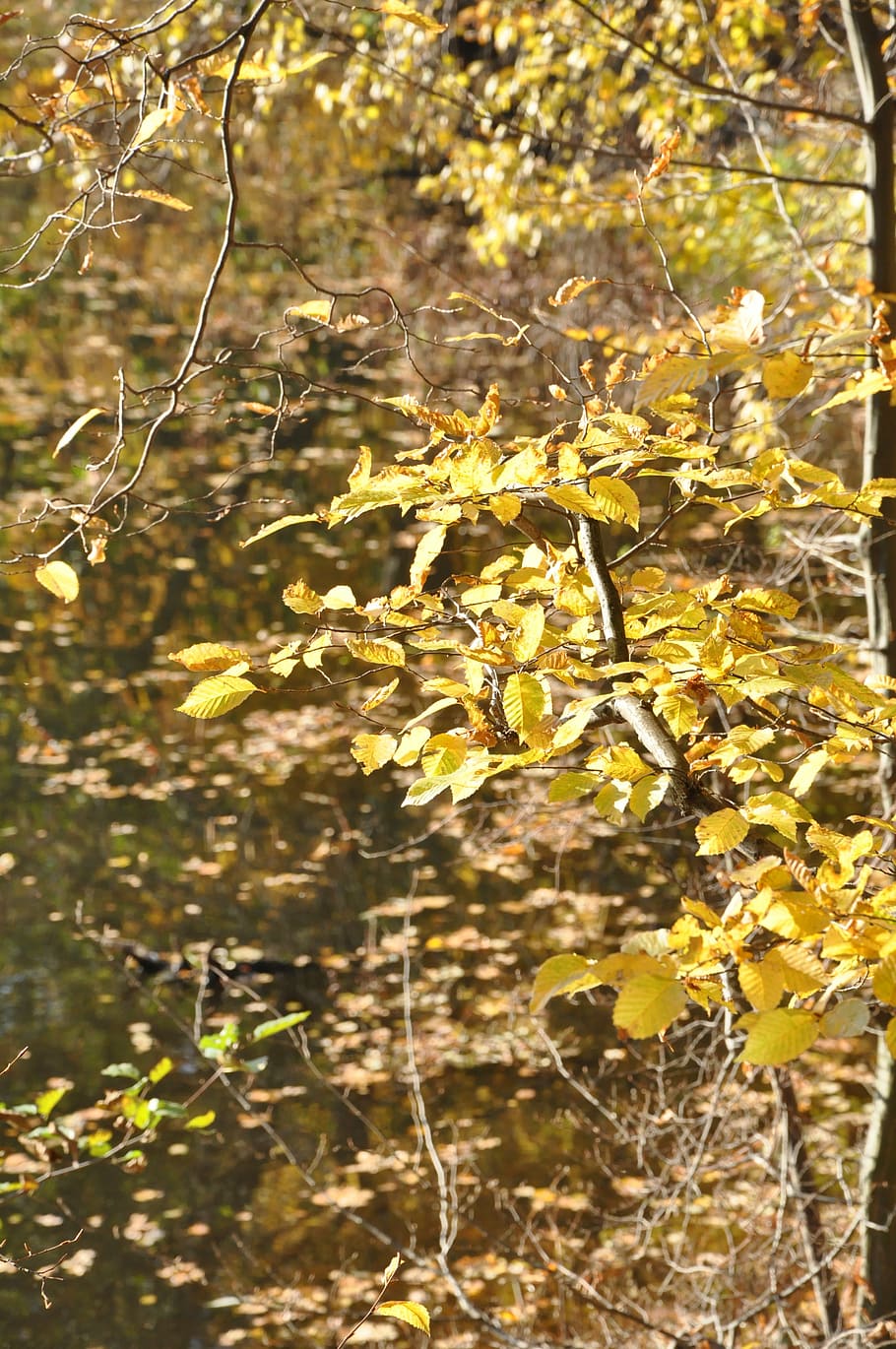 autumn, foliage, forest, branches, nature, autumn foliage, yellow leaves HD wallpaper