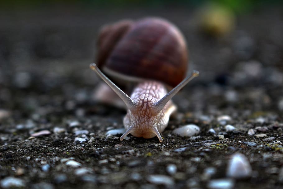 slug, snail, conch, one animal, animal themes, mollusk, gastropod HD wallpaper