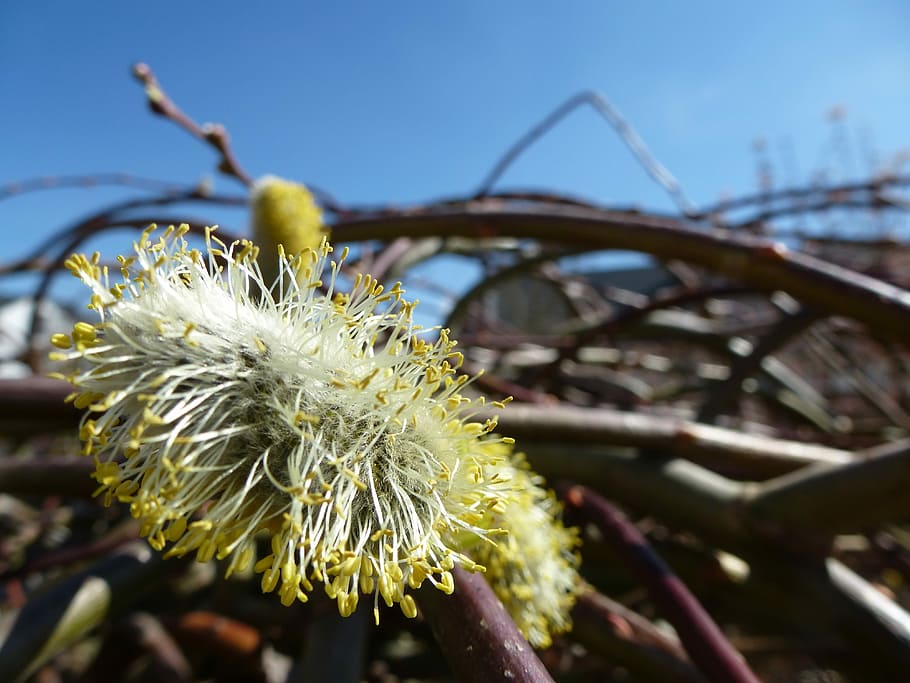 nature, plant, tree, bush, close, pasture, willow catkin, blossom HD wallpaper