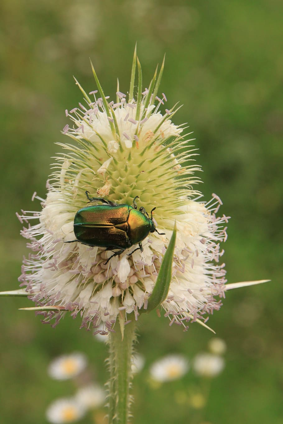 beetle, bug, cutleaf, dipsacus, green, june, laciniatus, linnaeus HD wallpaper
