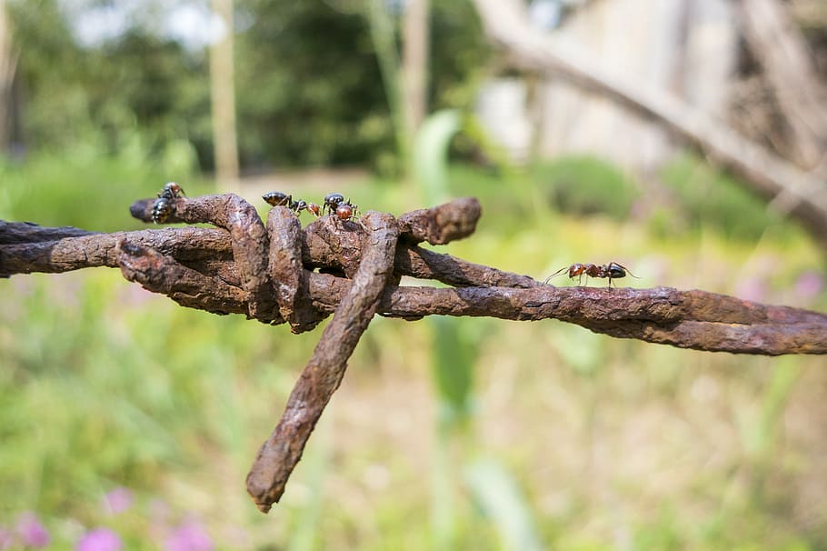barbed wire, rusty, fence, metal, stainless, barrier, rusted HD wallpaper