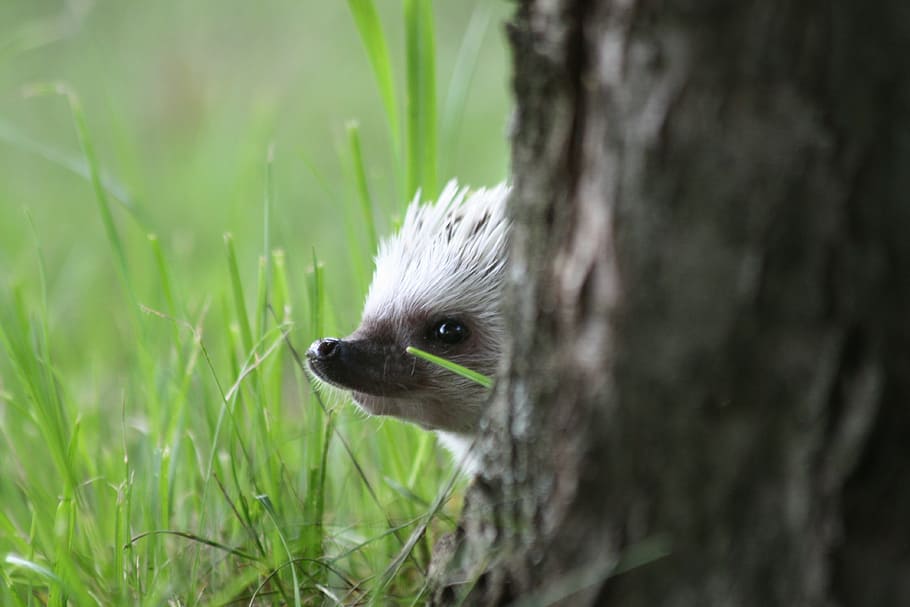 white hedgehog behind tree, african, dwarf, hedgehogs, cute HD wallpaper