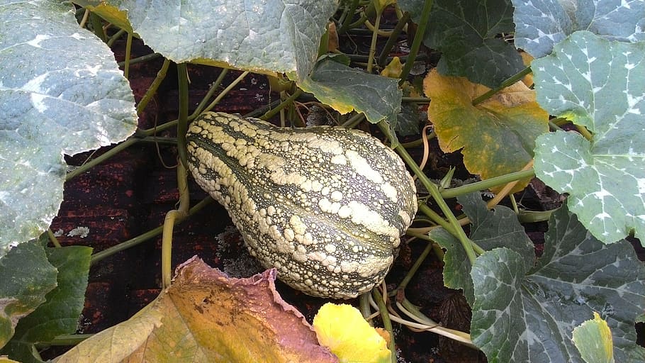 pumpkin, alligator, wild, leaf, plant part, nature, no people HD wallpaper
