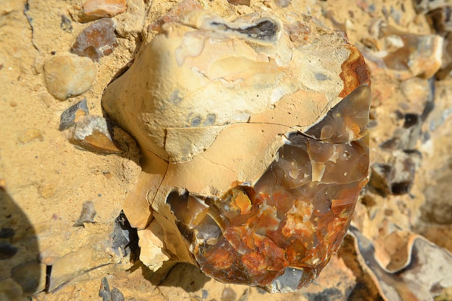 flintstone, rock, nature, geology, close-up, no people, animal HD wallpaper