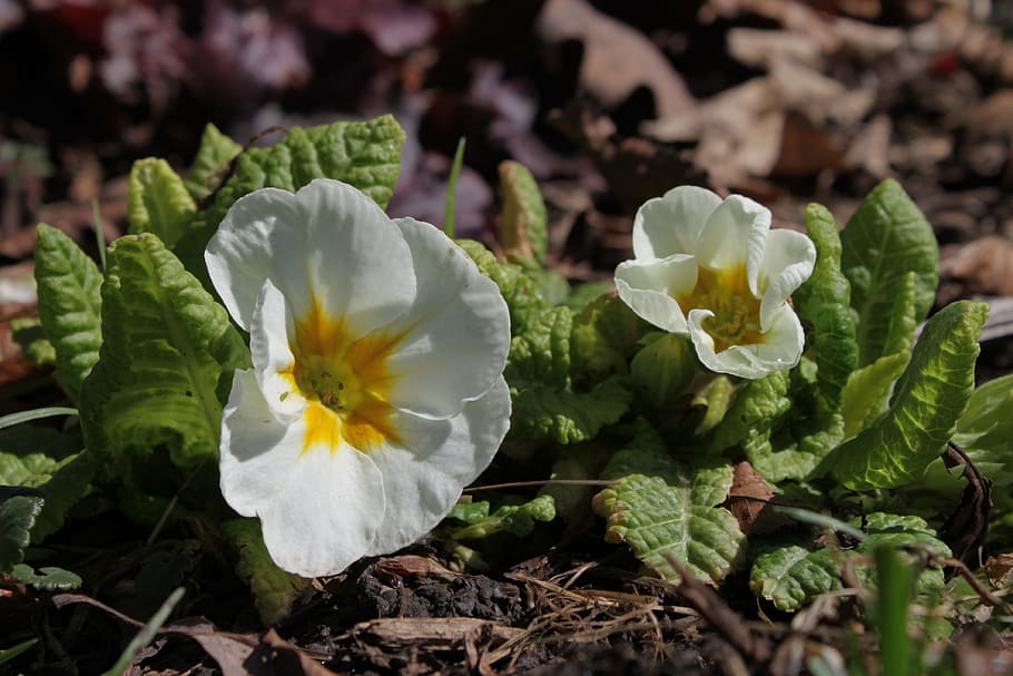 primrose, white, leaves, leaf, beautiful, blossom, colorful HD wallpaper