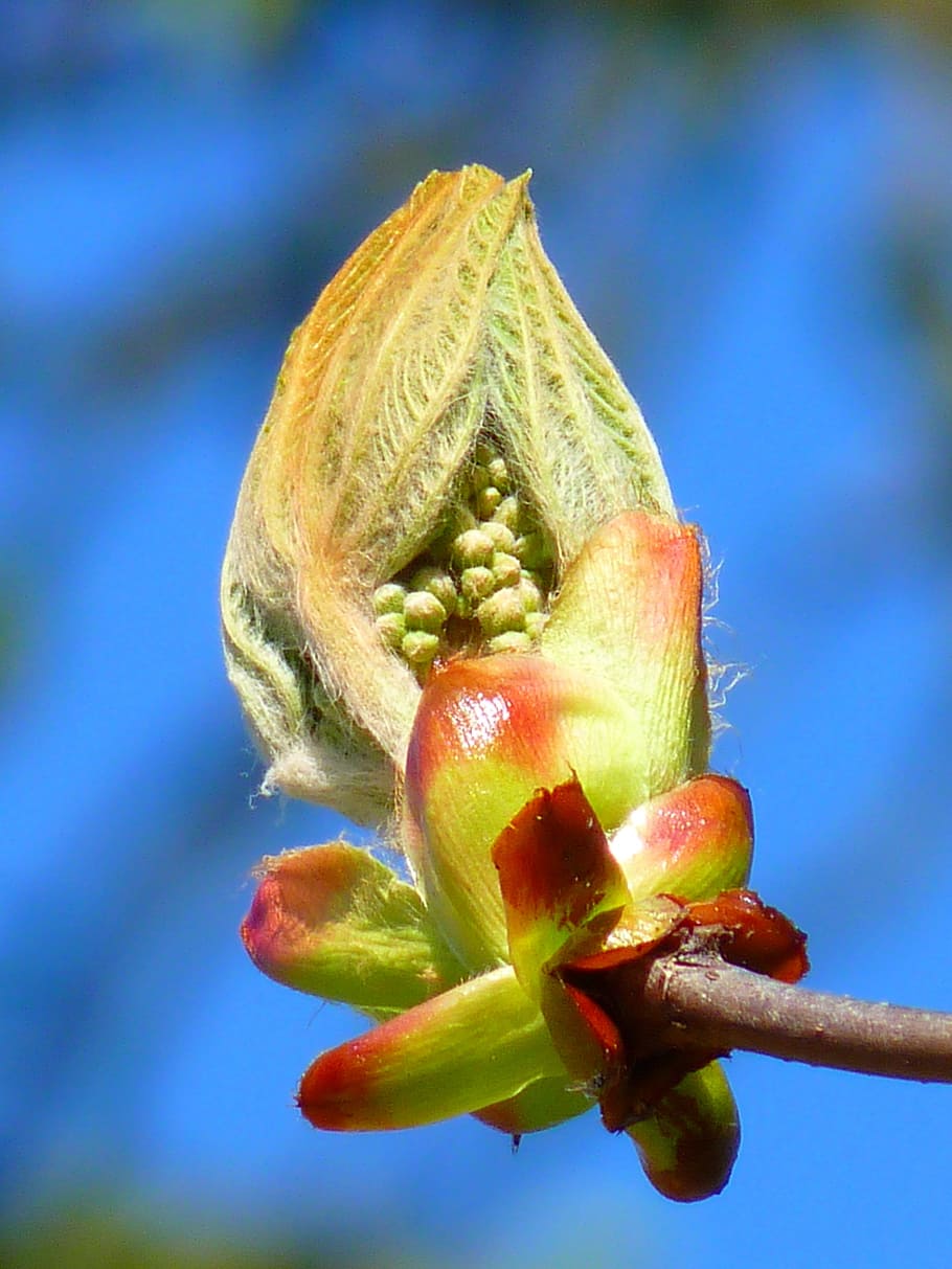 bud, chestnut, chestnut bud, tree, fresh green, plant, freshness HD wallpaper