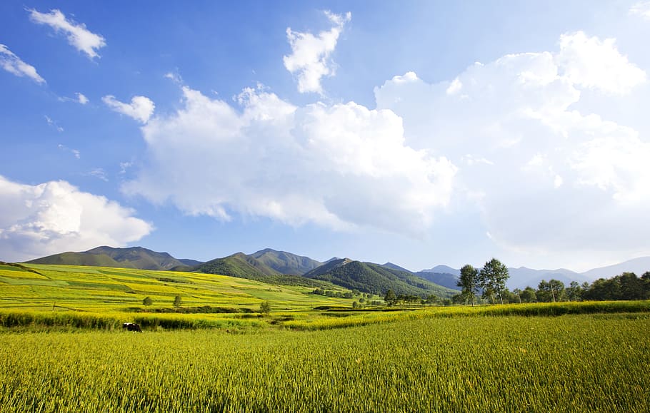 Prairie, Sunshine, White Cloud, landscape, field, agriculture HD wallpaper