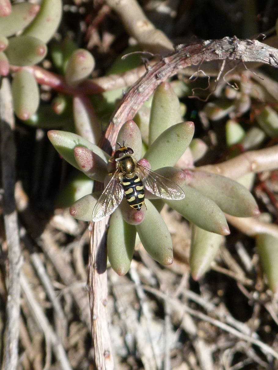 hoverfly, false bee, insect, nature, plant, outdoors, leaf HD wallpaper