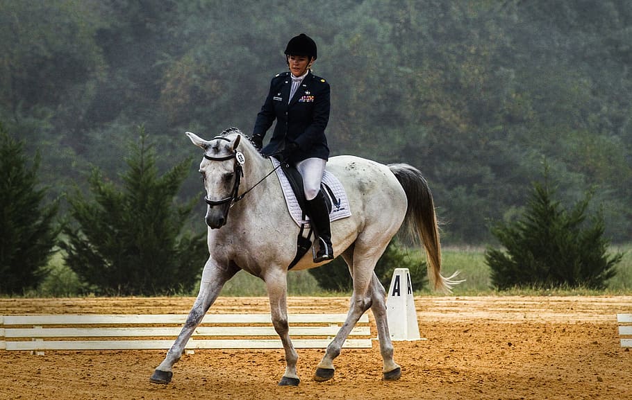 person riding white horse, rider, dressage, competition, equestrian