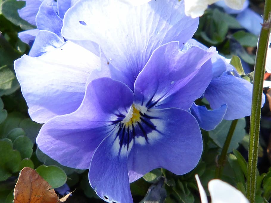 Macro, Close, Blossom, Bloom, Nature, flower, plant, petals HD wallpaper