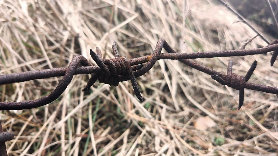 barbed wire, macro, fencing, rust, corrosion, metal, withered grass HD wallpaper