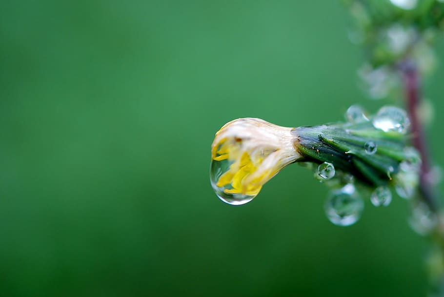 drop, water, drops, plant, waterdrop, water drop, wet, close-up HD wallpaper