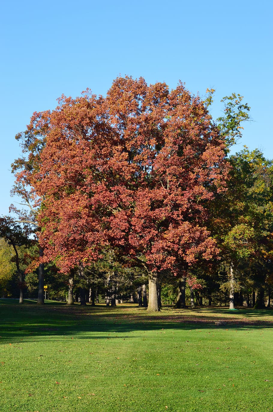 Trees, Red, Leaves, Leafy, autumn, perennials, plants, flora HD wallpaper