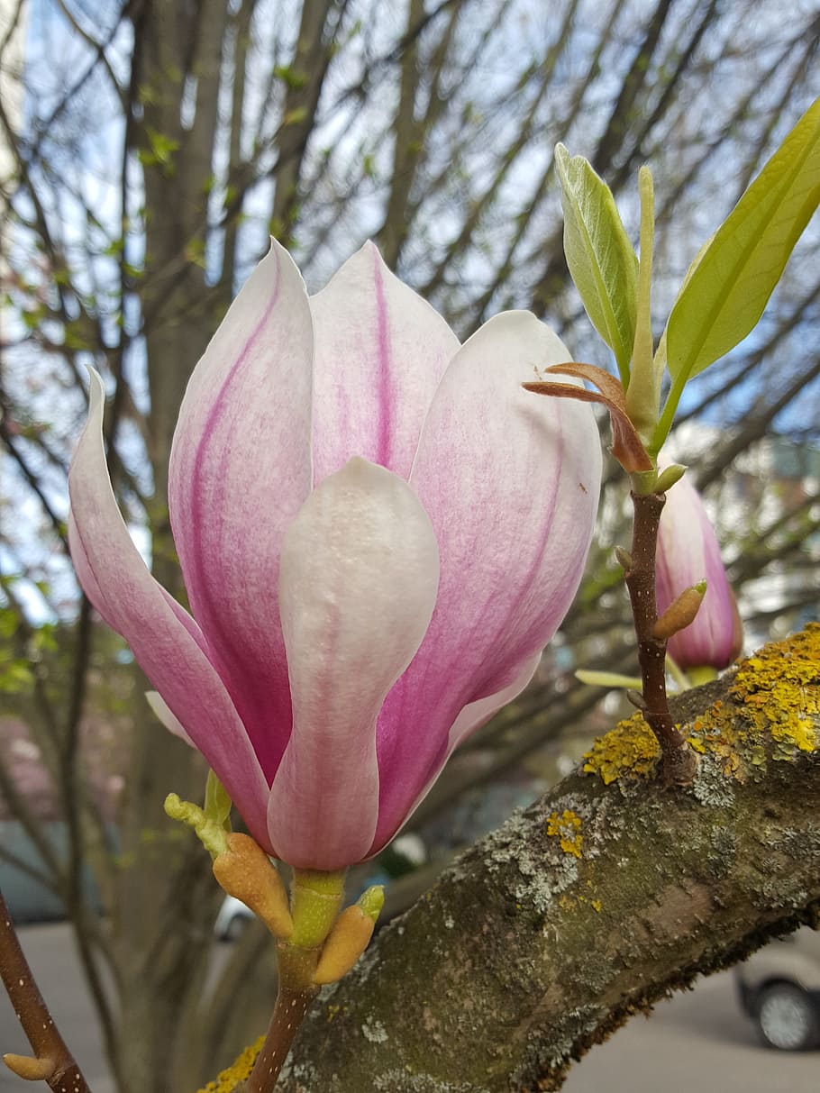 flower, magnolia, spring, bloom, blooming, tree, garden, floral HD wallpaper