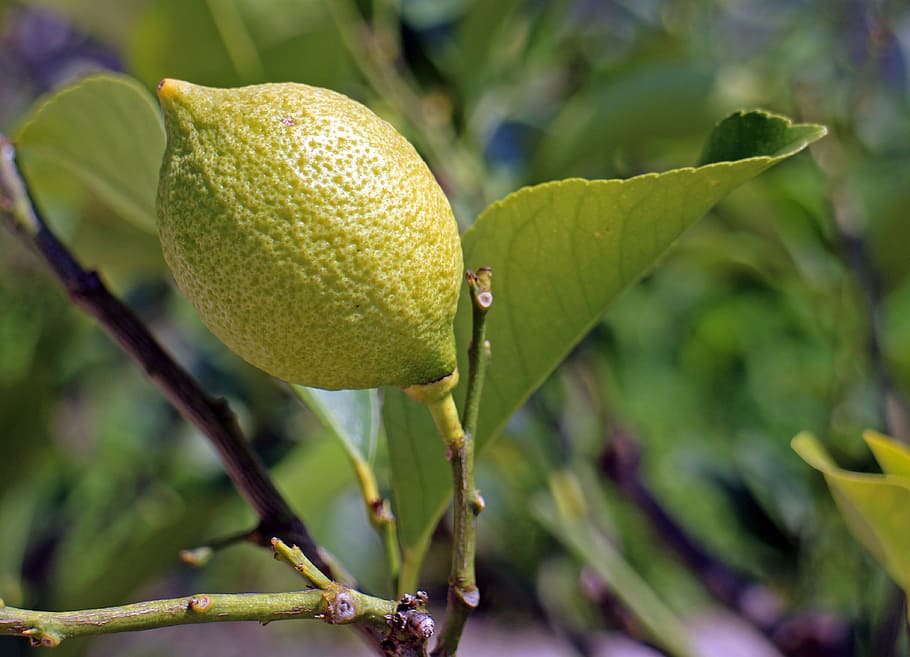 lemon, limone, tree fruit, lemon tree, citrus fruits, sour HD wallpaper