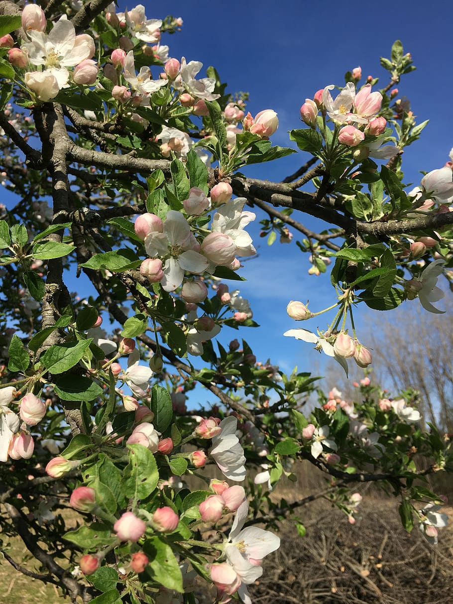 apple blossoms, apple trees, spring, blooming, flower, nature