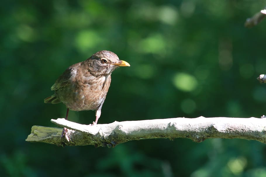 Sparrow, Bird, Forest, Nature, Green, the sparrow, branch, one animal, HD wallpaper