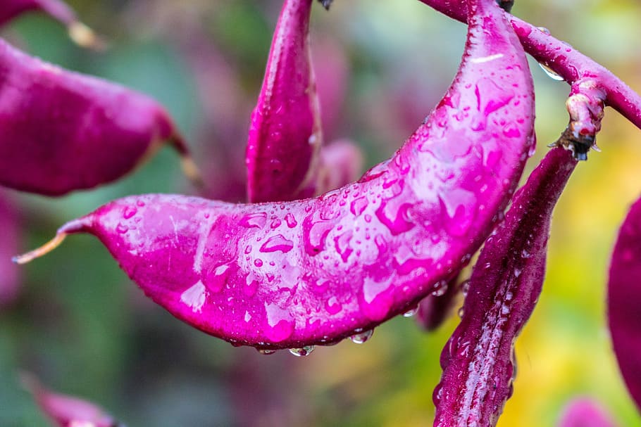bean, purple, plant, close-up, freshness, pink color, beauty in nature HD wallpaper