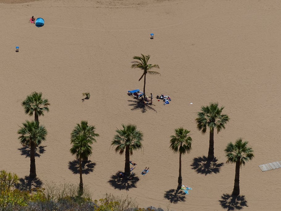 sand beach, palm trees, playa las teresitas, tenerife, plant HD wallpaper