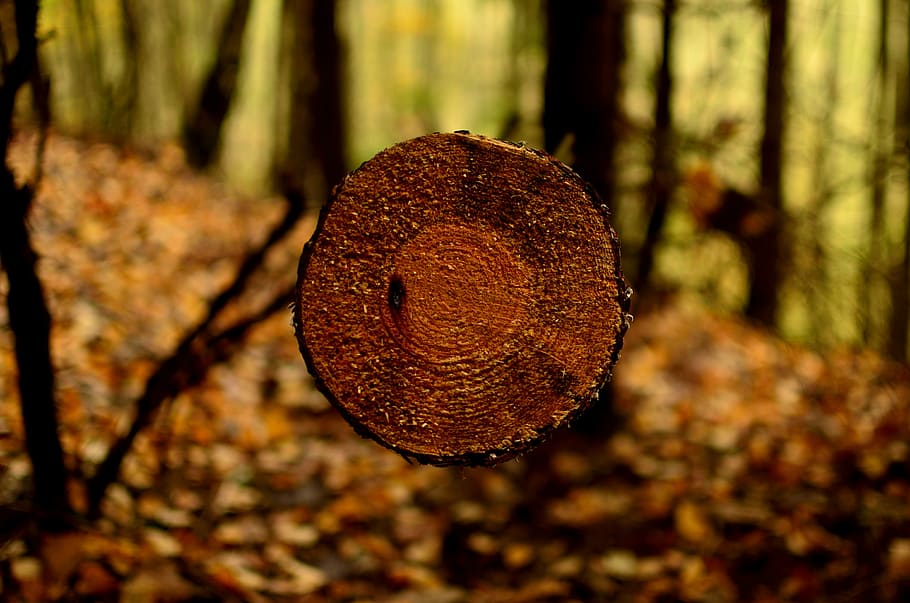 forest, autumn, nature, collapse, forests, in the fall, tree HD wallpaper
