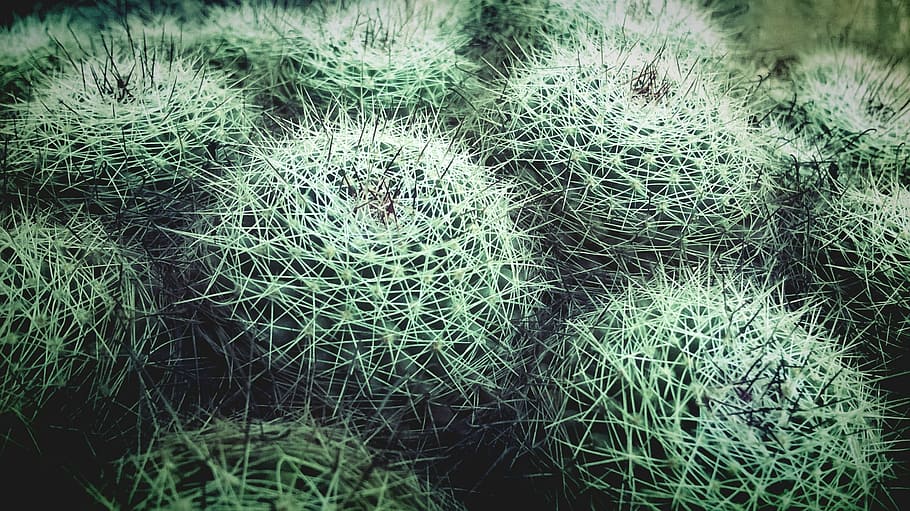 cacti, desert, cactus, nature, saguaro, dry, plant, vegetation HD wallpaper