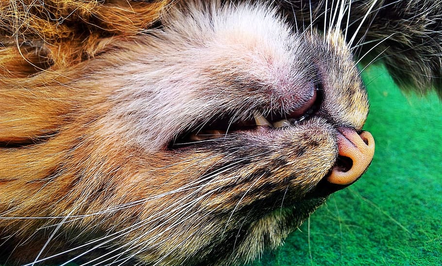cat, sleeping, one animal, animal themes, mammal, pets, domestic animals HD wallpaper
