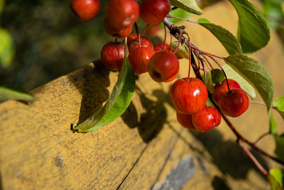 malus, embellishment, wild apple tree, red, fruits, small, ornamental tree HD wallpaper