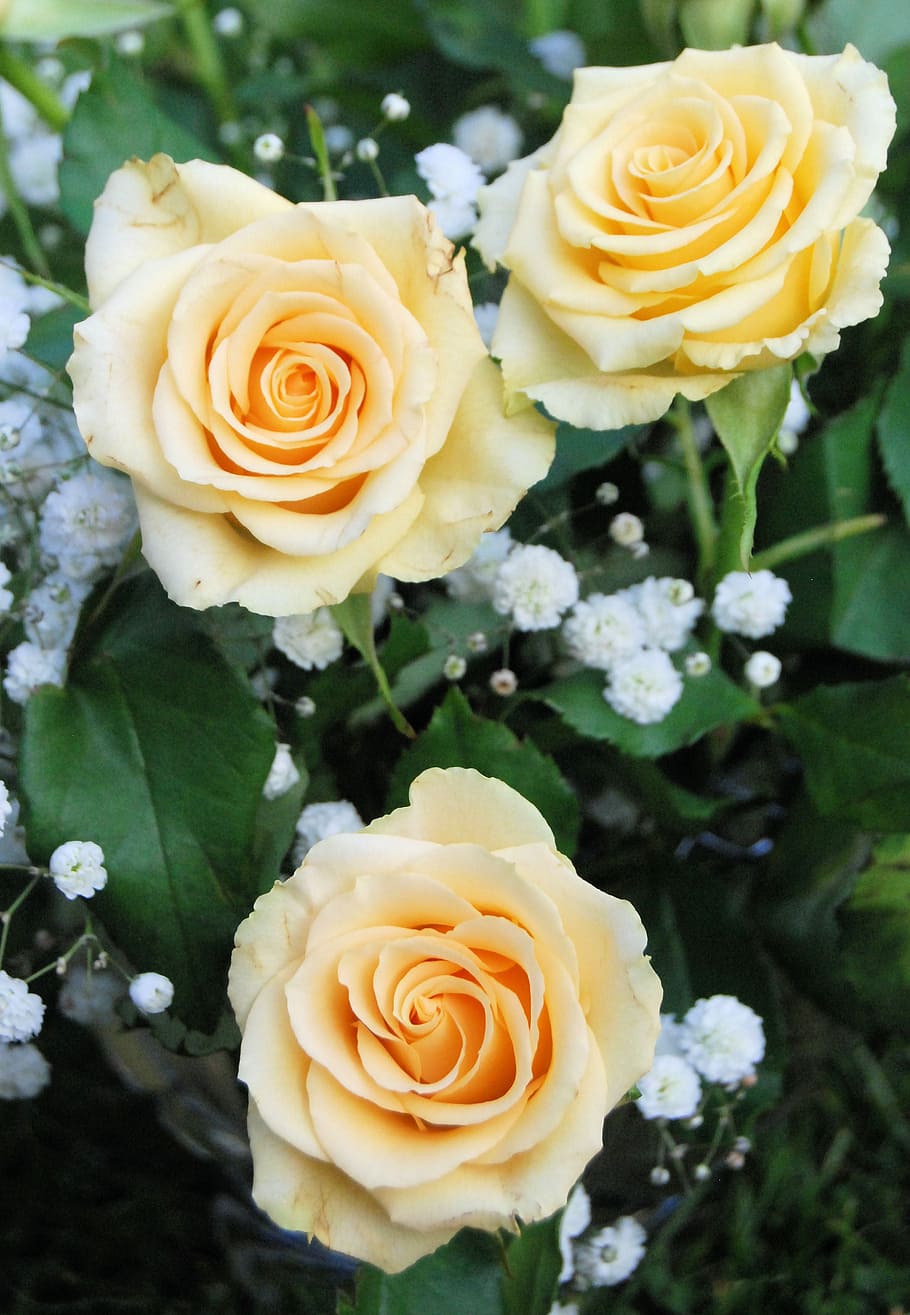 rose, bloom, yellow, romantic, garden, flower, floral, petals HD wallpaper