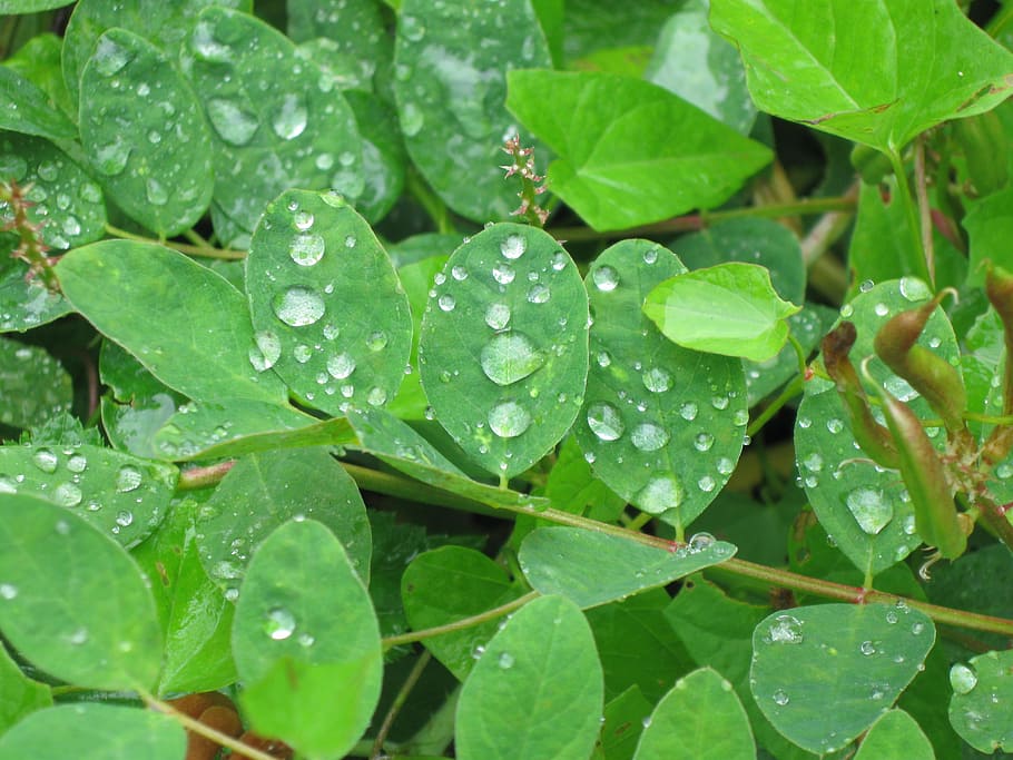 leaf, green, drops, plant part, wet, water, green color, growth HD wallpaper